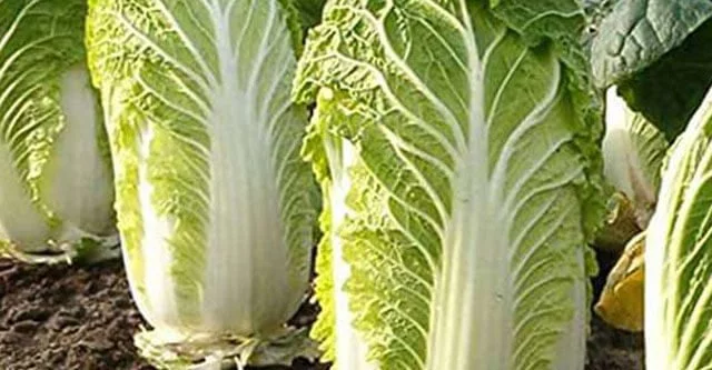 What is Chinese cabbage