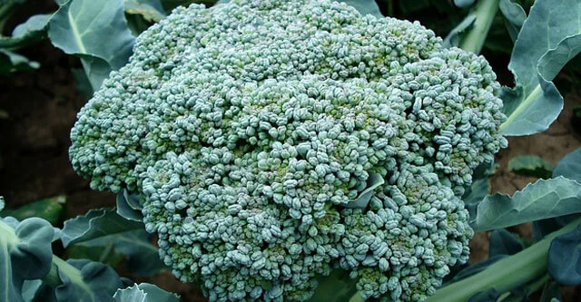 What is the Glycemic Index of Broccoli