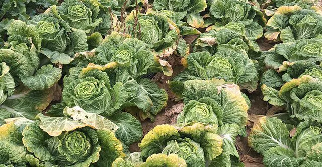 What is the Glycemic Index of Chinese cabbage