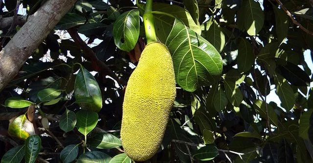 How much sugar is in a Jackfruit
