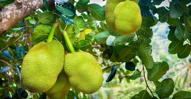 Is unripe jackfruit good for diabetics
