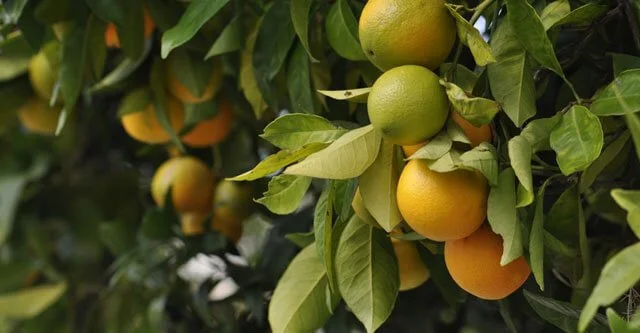 What are the Glycemic Index of Citrus fruits