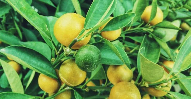 What are the benefits of eating Citrus fruits in Diabetes