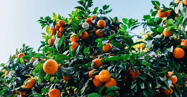 What is the daily limit for citrus fruits for diabetic patients