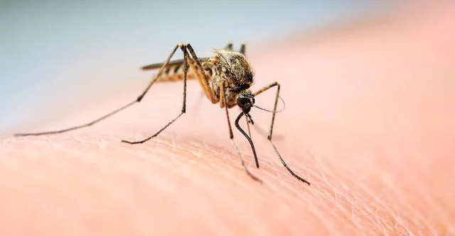 Are mosquitoes attracted to sugar