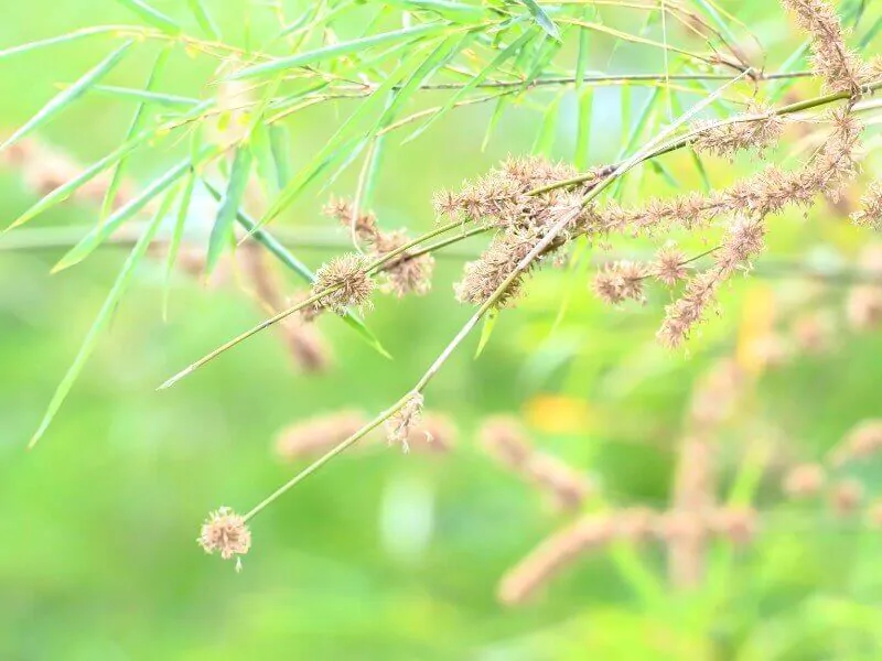 Bamboo Rice Glycemic Index – Benefits, Diabetic Recipes, Nutrition 2 Bamboo flowers