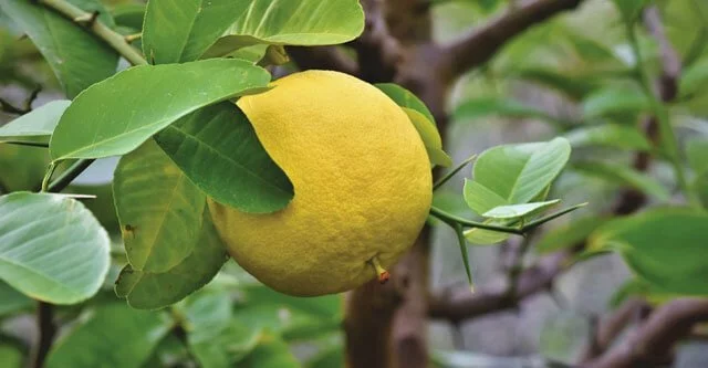 Is Pomelo good for diabetes