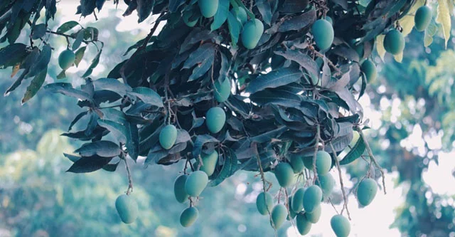 What are the Disadvantages of Eating Raw Mango in Diabetes