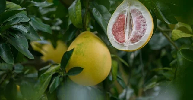 What are the benefits of eating Pomelo