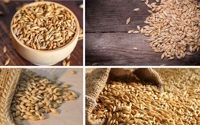 Is Barley Good for Diabetics (6 Heaalth Benefits)