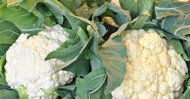 Is Cauliflower Good for Diabetics 7 Health Benefits