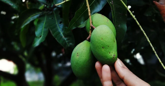 What is the Glycemic Index of Raw Mango