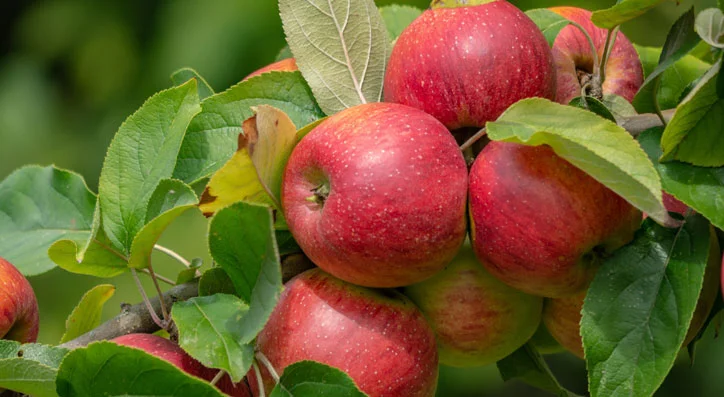 Apples 10 Foods That Can Lower Blood Sugar Instantly
