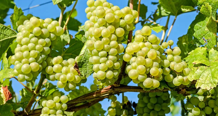 Are Grapes Good for Diabetics? (9 Potential Risks & Benefits)
