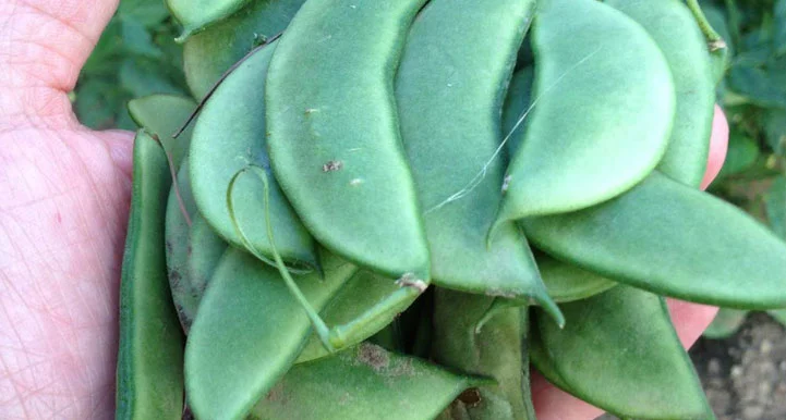 Are Lima Beans Good for Diabetes 8 Health Benefits