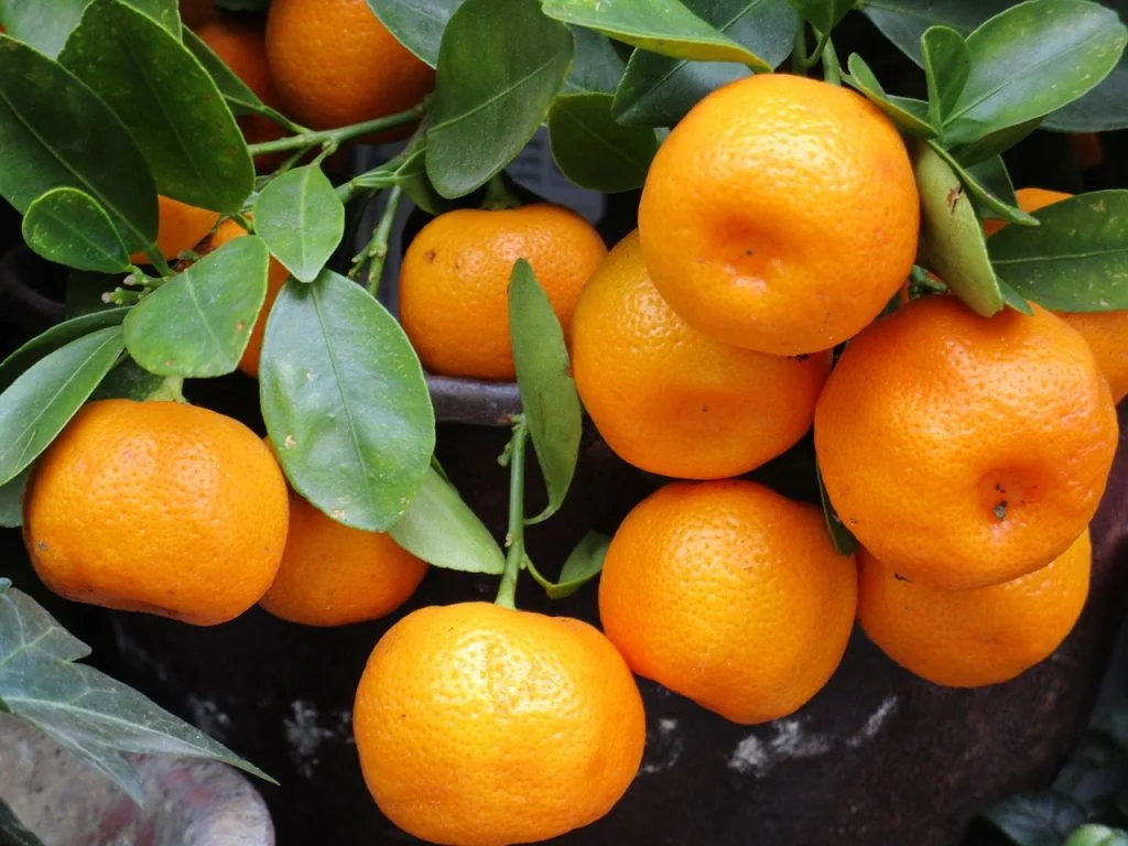 How Many Tangerines Should You Intake While You're Diabetic