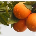 Cara Cara Oranges vs Regular Oranges Which One is Healthier