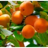 Is Persimmons Good for Diabetics