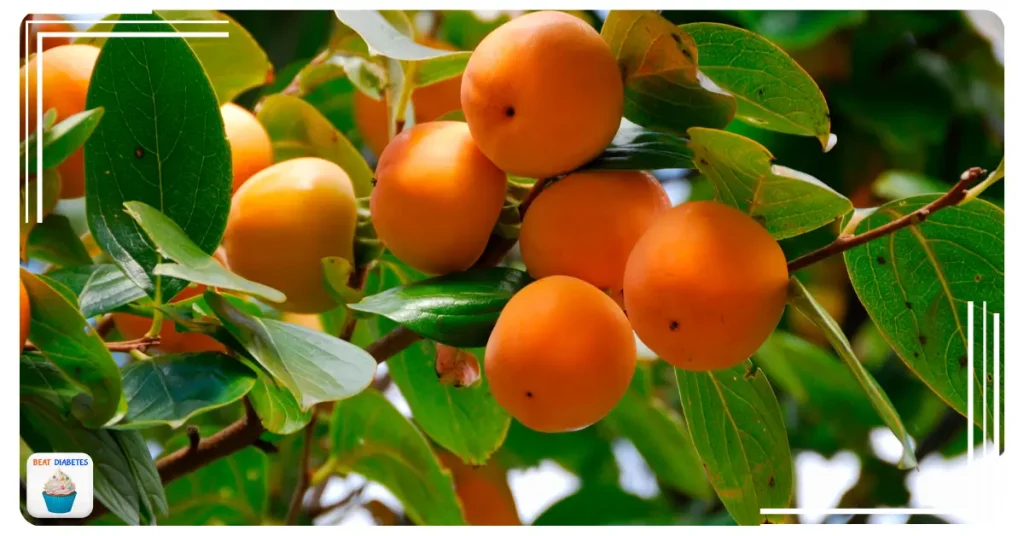 Is Persimmons Good for Diabetics
