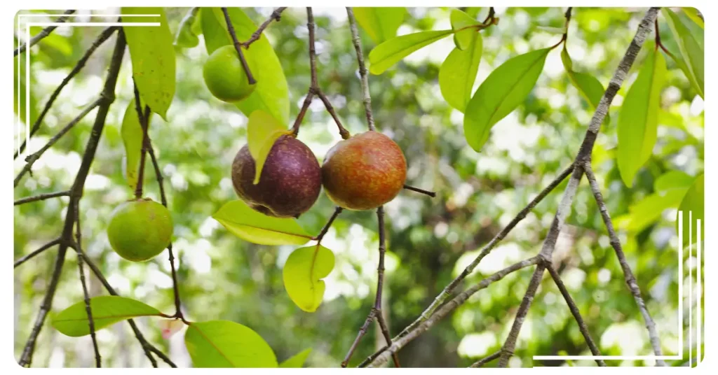 10 Incredible Health Benefits of Kokum, the Indian Superfruit - Beat ...